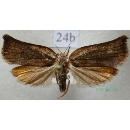 Archips podana (Scopoli, 1763) Zwójka rdzaweczka Czech24b